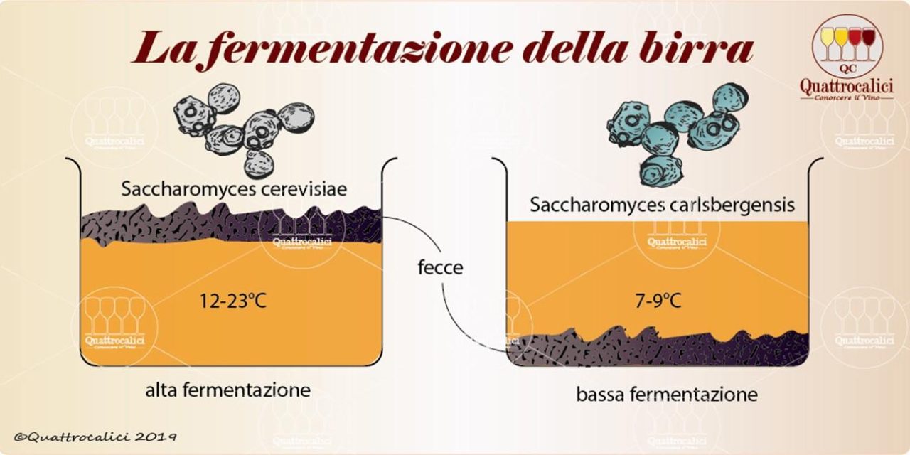 Fermentazione: il potere dei cibi vivi per un intestino d’acciaio.
