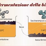 Fermentazione: il potere dei cibi vivi per un intestino d’acciaio.