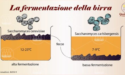 Fermentazione: il potere dei cibi vivi per un intestino d’acciaio.