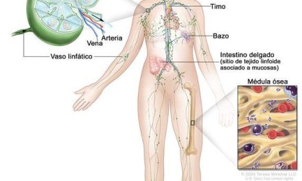 Il sistema linfatico: come attivare il “netturbino” del nostro corpo.