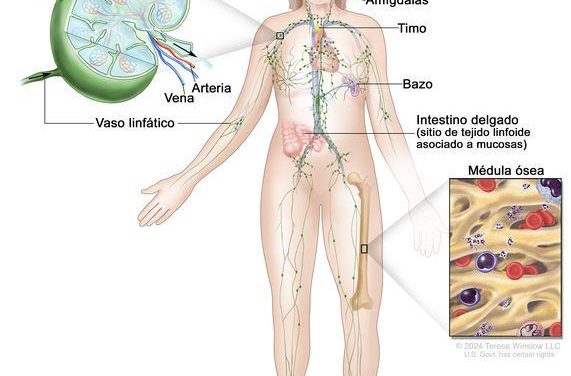 Il sistema linfatico: come attivare il “netturbino” del nostro corpo.