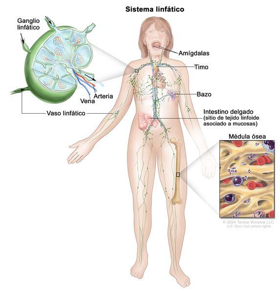 Il sistema linfatico: come attivare il “netturbino” del nostro corpo.