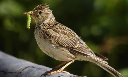 Cronotipo: sei allodola o gufo? Scopri il tuo ritmo sonno-veglia ideale.