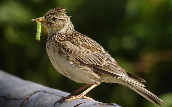 Cronotipo: sei allodola o gufo? Scopri il tuo ritmo sonno-veglia ideale.