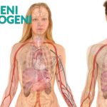 L’equilibrio estrogeni-progesterone per il benessere femminile.