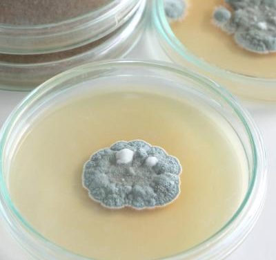 La scoperta della penicillina: l’errore che ha cambiato la storia della medicina.