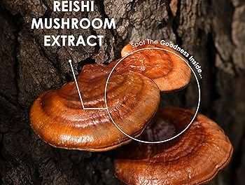 Funghi medicinali (Reishi, Shiitake): i veri potenziatori immunitari.