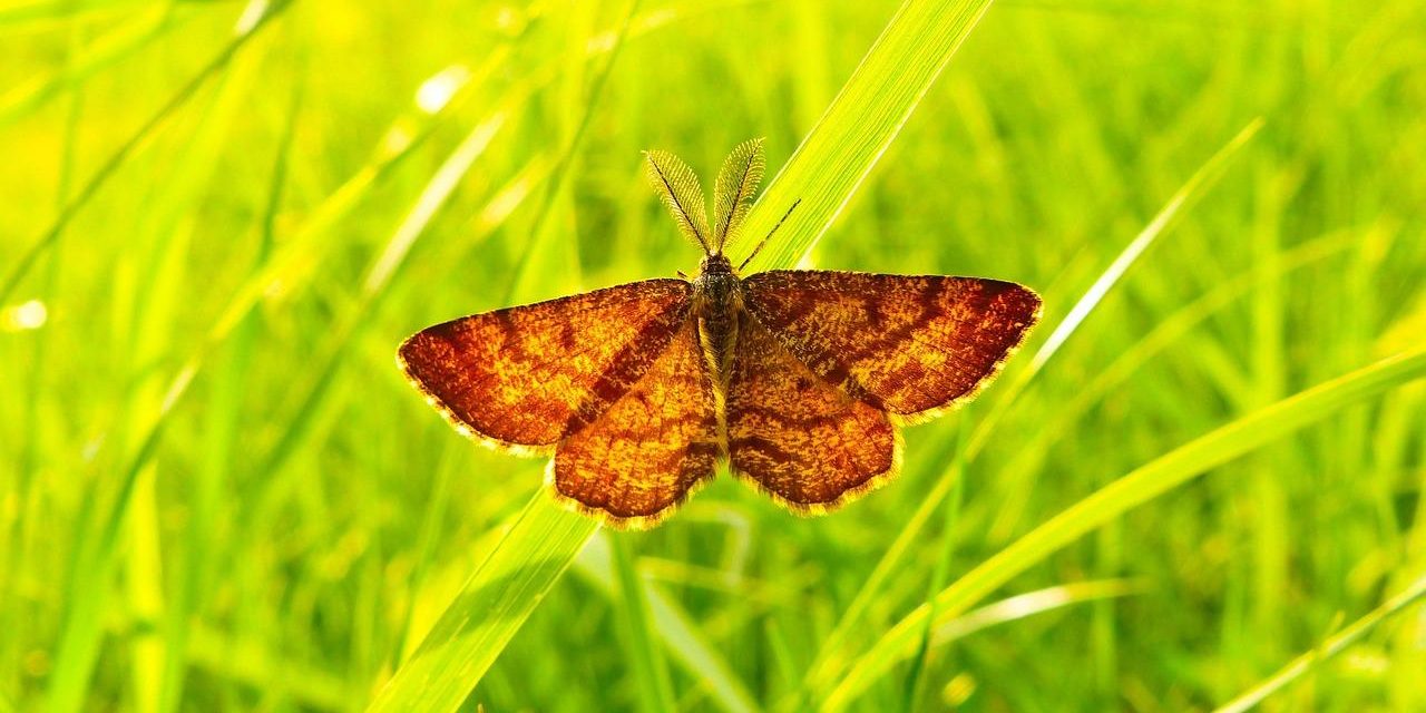 Autofagia: come il digiuno “pulisce” e rigenera le nostre cellule.