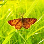 Autofagia: come il digiuno “pulisce” e rigenera le nostre cellule.