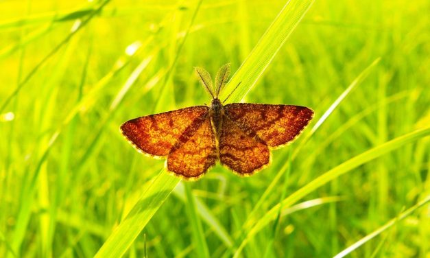 Autofagia: come il digiuno “pulisce” e rigenera le nostre cellule.