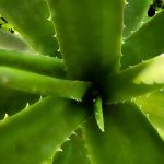 Carenza di Iodio: un pericolo silenzioso per tiroide e sviluppo cognitivo.