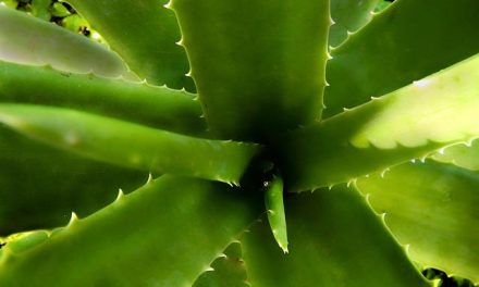 Carenza di Iodio: un pericolo silenzioso per tiroide e sviluppo cognitivo.