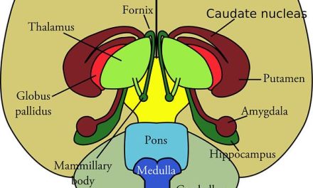 L’asse ipotalamo-ipofisi-surrene: il vero regista del nostro stress.