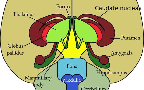 L’asse ipotalamo-ipofisi-surrene: il vero regista del nostro stress.