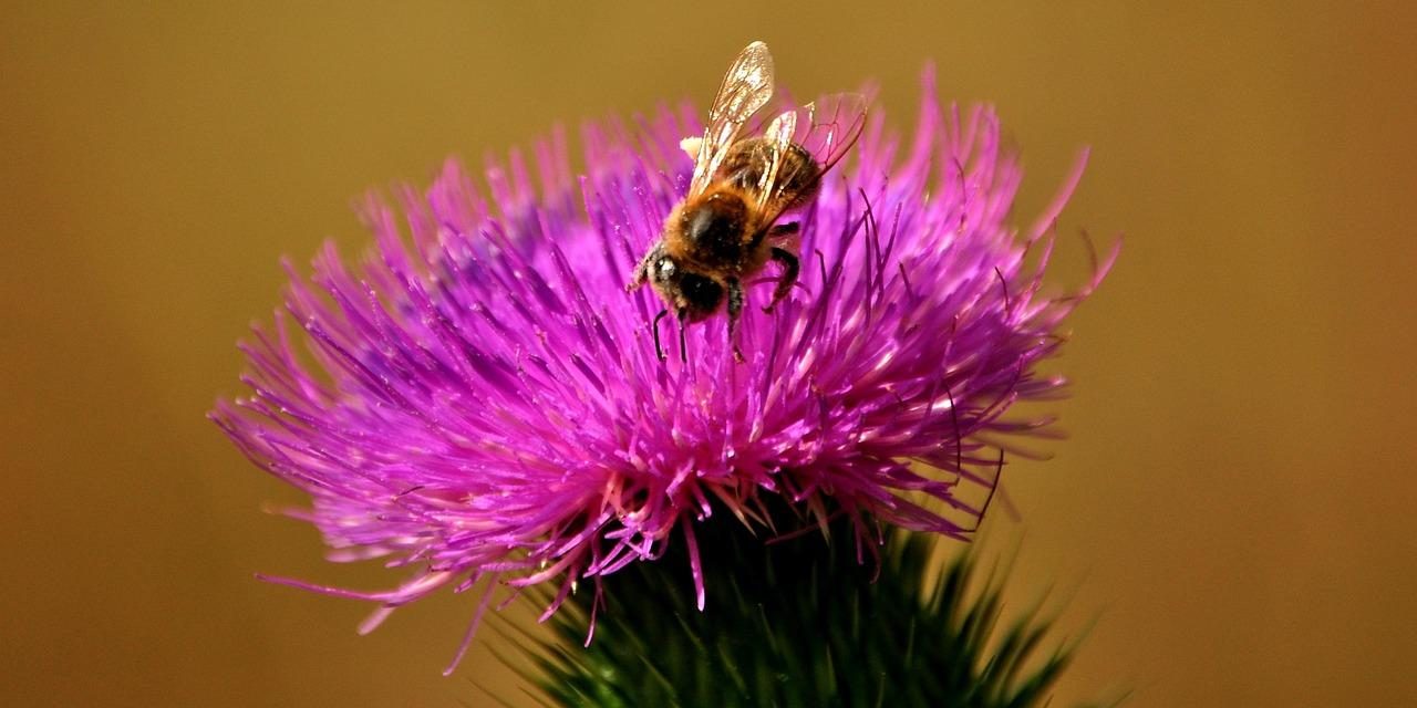 Silimarina del Cardo Mariano: un vero e proprio scudo per il tuo fegato.