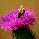 Silimarina del Cardo Mariano: un vero e proprio scudo per il tuo fegato.