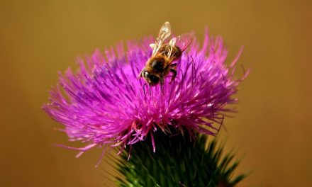 Silimarina del Cardo Mariano: un vero e proprio scudo per il tuo fegato.