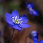 Steatosi epatica (fegato grasso): la dieta efficace per farlo regredire.