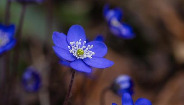 Steatosi epatica (fegato grasso): la dieta efficace per farlo regredire.