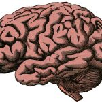 Neuroinfiammazione: la radice silente di molti disturbi cronici.