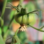 Bakuchiol: l’alternativa vegetale al retinolo, sicura ed efficace.