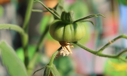 Bakuchiol: l’alternativa vegetale al retinolo, sicura ed efficace.