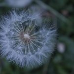 Riflessologia plantare: la mappa del corpo nascosta nei tuoi piedi.