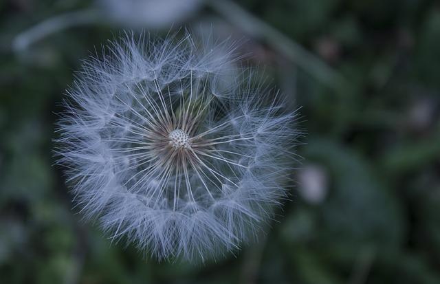 Riflessologia plantare: la mappa del corpo nascosta nei tuoi piedi.