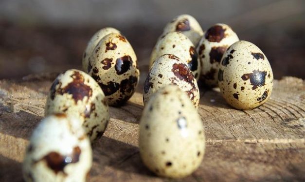 Il mito delle proteine: quante ne servono davvero al nostro corpo?