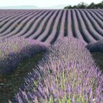 Oli essenziali: guida completa a dosaggi, pericoli e uso sicuro.