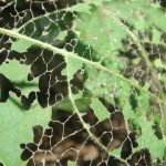 Sindrome di Leaky Gut: la verità scientifica sulla permeabilità intestinale.