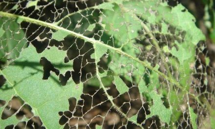 Sindrome di Leaky Gut: la verità scientifica sulla permeabilità intestinale.