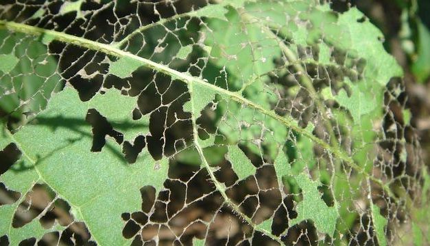 Sindrome di Leaky Gut: la verità scientifica sulla permeabilità intestinale.