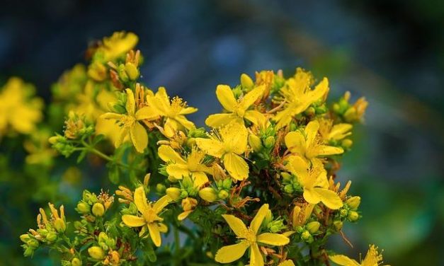 Iperico: le pericolose interazioni con i farmaci da conoscere.