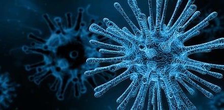 Nefroni: i microscopici filtri che purificano il nostro sangue.