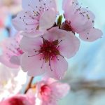 Fiori di Bach: come agiscono sulle emozioni, la visione originale del Dr. Bach.