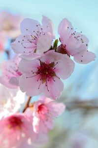 Fiori di Bach: come agiscono sulle emozioni, la visione originale del Dr. Bach.