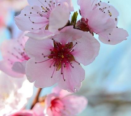 Fiori di Bach: come agiscono sulle emozioni, la visione originale del Dr. Bach.