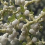 Boswellia Serrata: l’alternativa naturale per l’artrite e l’artrosi