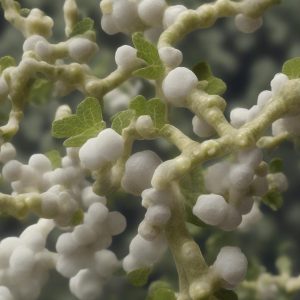 Boswellia Serrata: l’alternativa naturale per l’artrite e l’artrosi