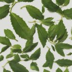 Olio di Neem: proprietà antifungine e antibatteriche per la pelle