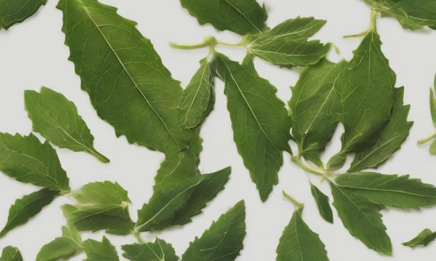 Olio di Neem: proprietà antifungine e antibatteriche per la pelle