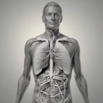 I benefici della camminata nordica sul sistema cardiocircolatorio